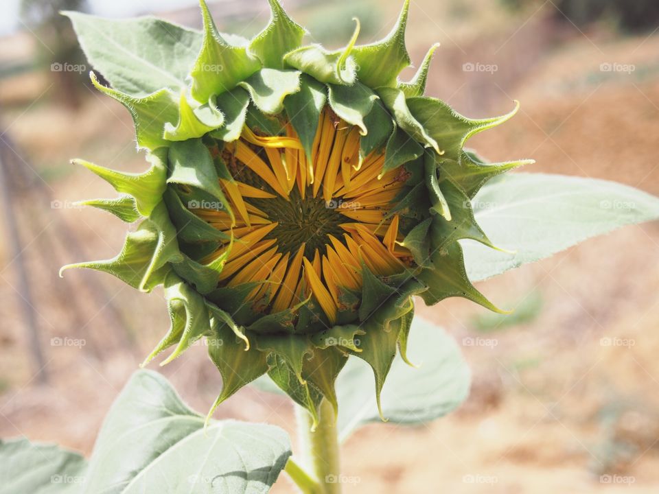 sunflower