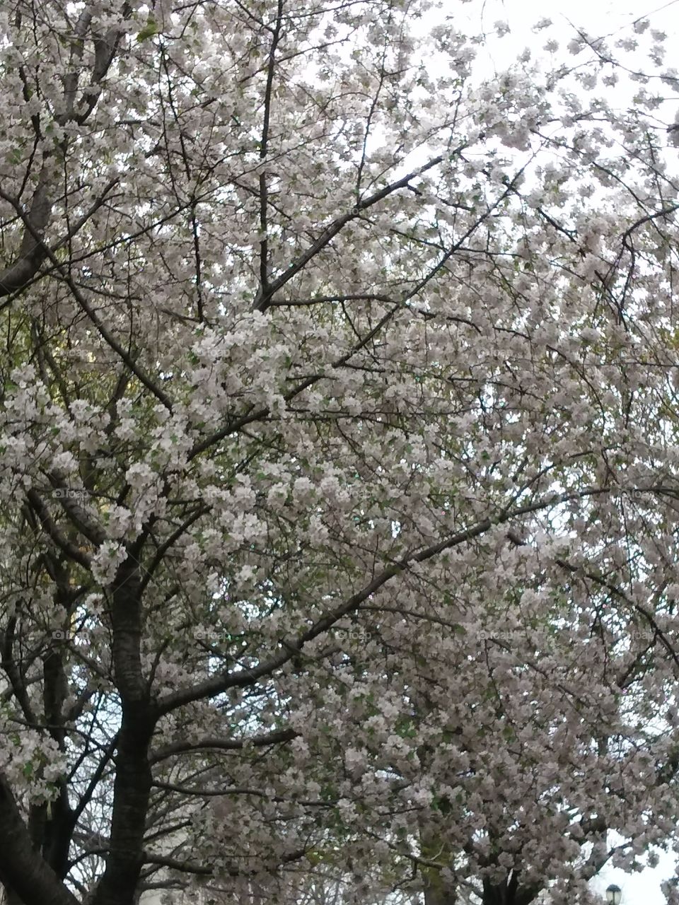 Cherry Tree Blossoming