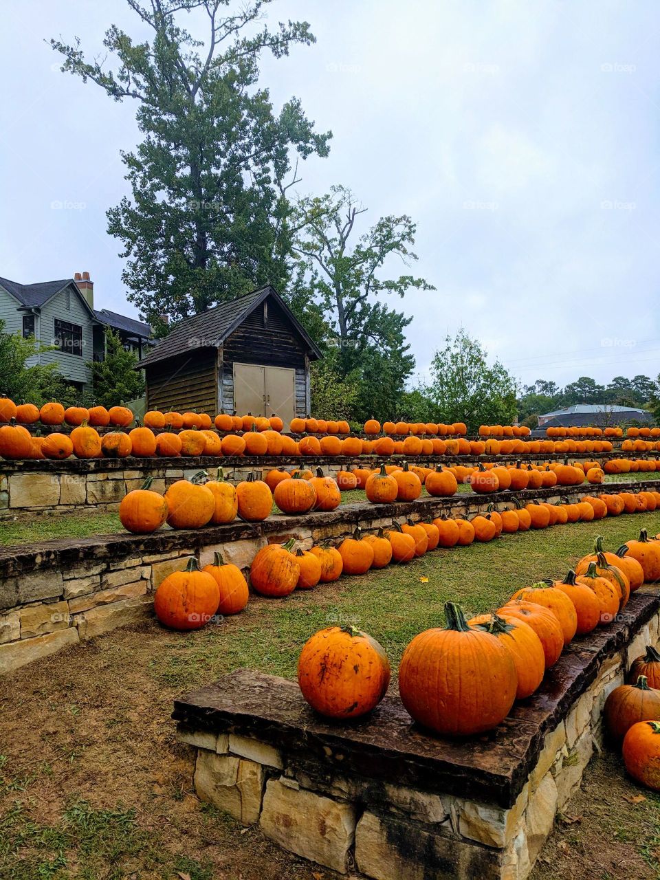 pumpkin patch take your pick!