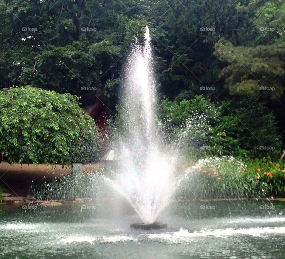Park, water, fountain , tree