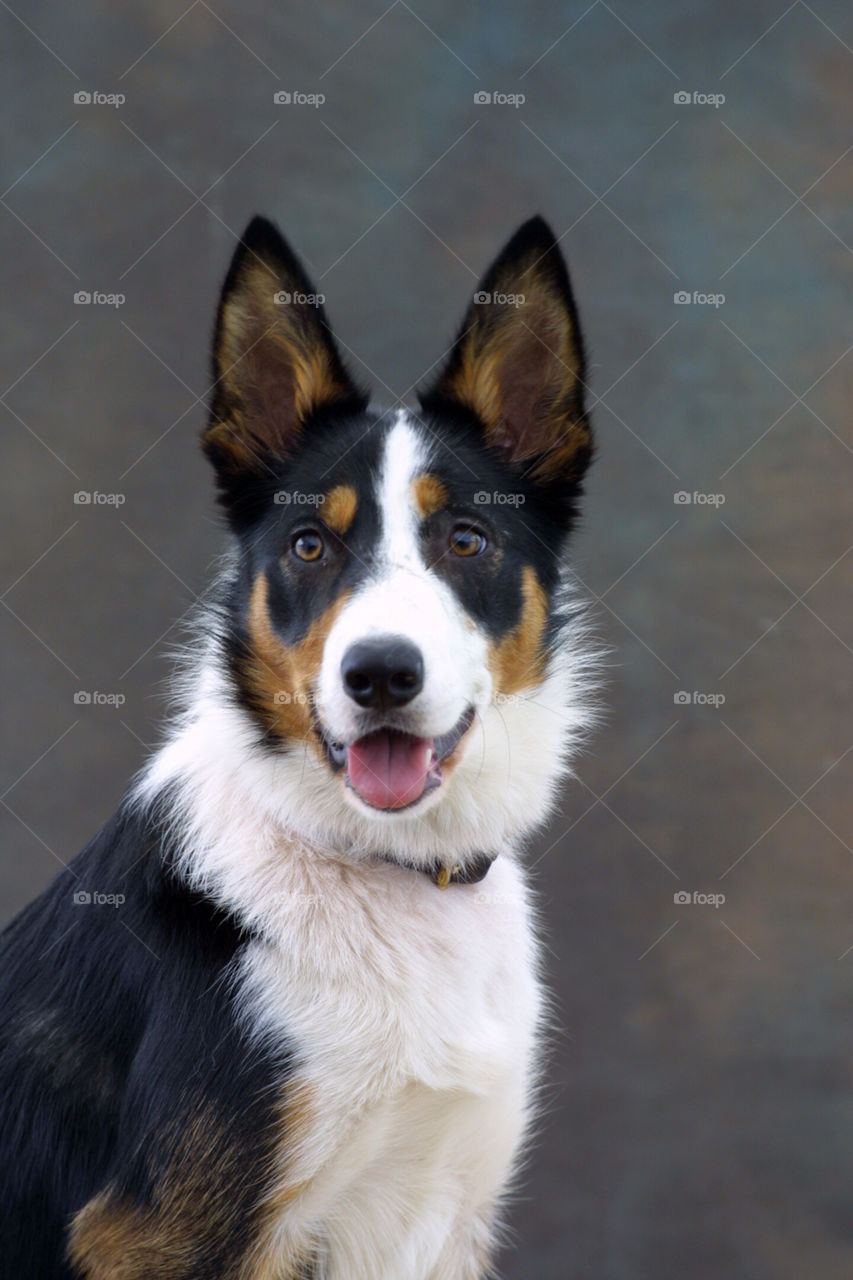 Welsh Border Collie