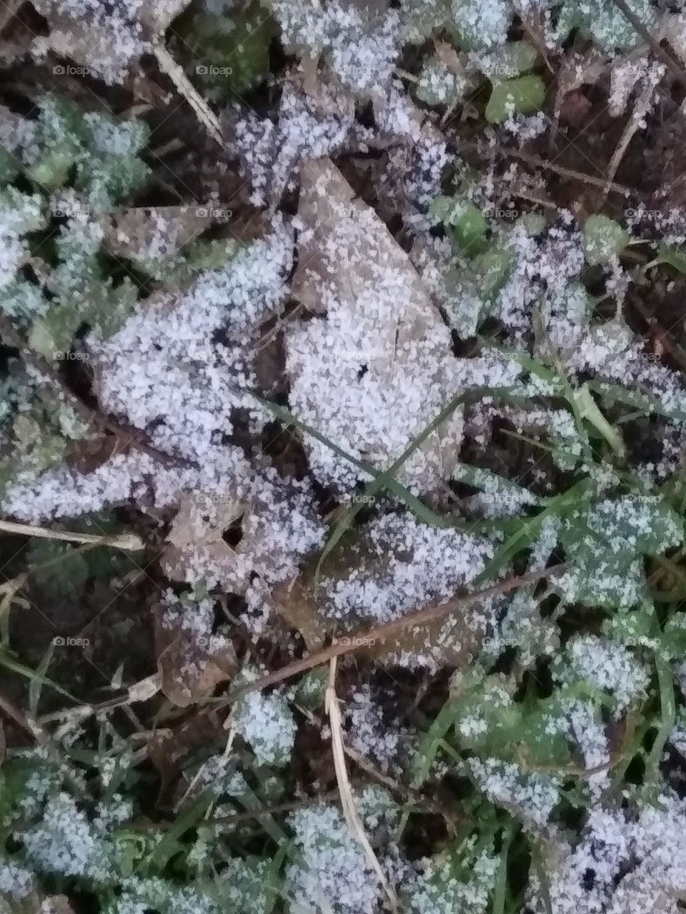 snow on grass