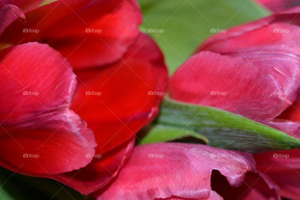 Flower, Nature, Tulip, Flora, Floral