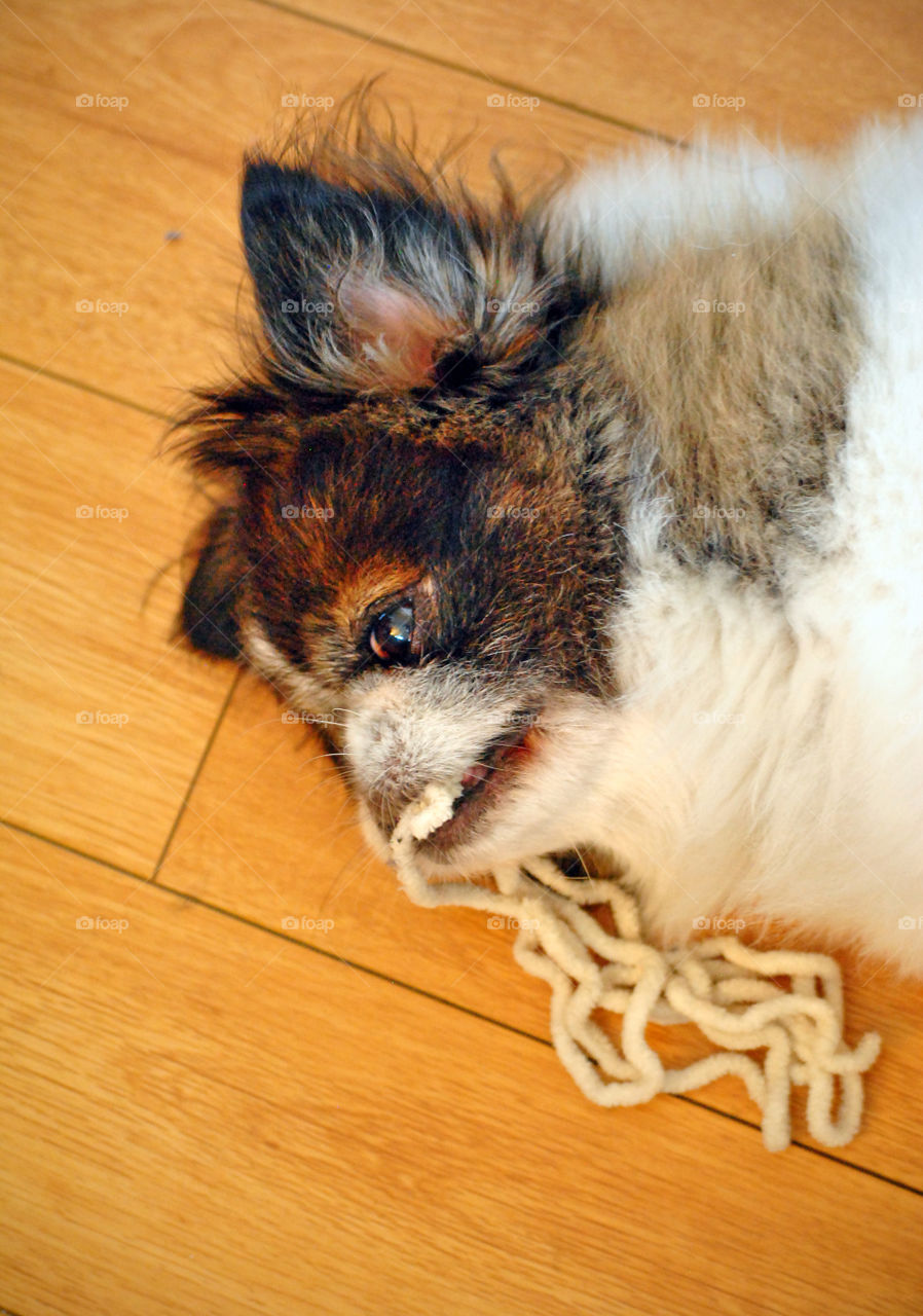 Pekingese Dog, playing with yarn, lying down