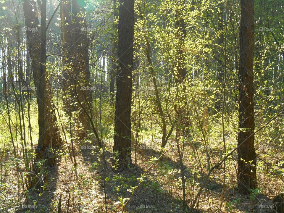 Wood, No Person, Tree, Landscape, Leaf