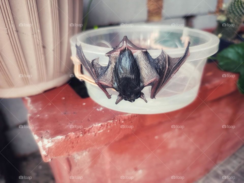 A wet bat, hanging