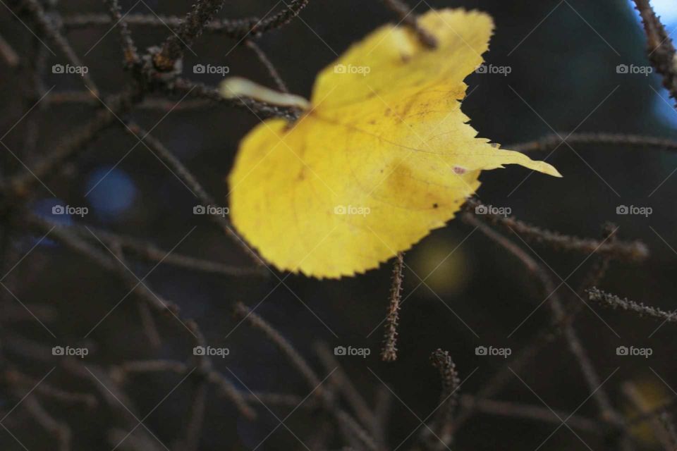 Leaf, No Person, Nature, Fall, Outdoors