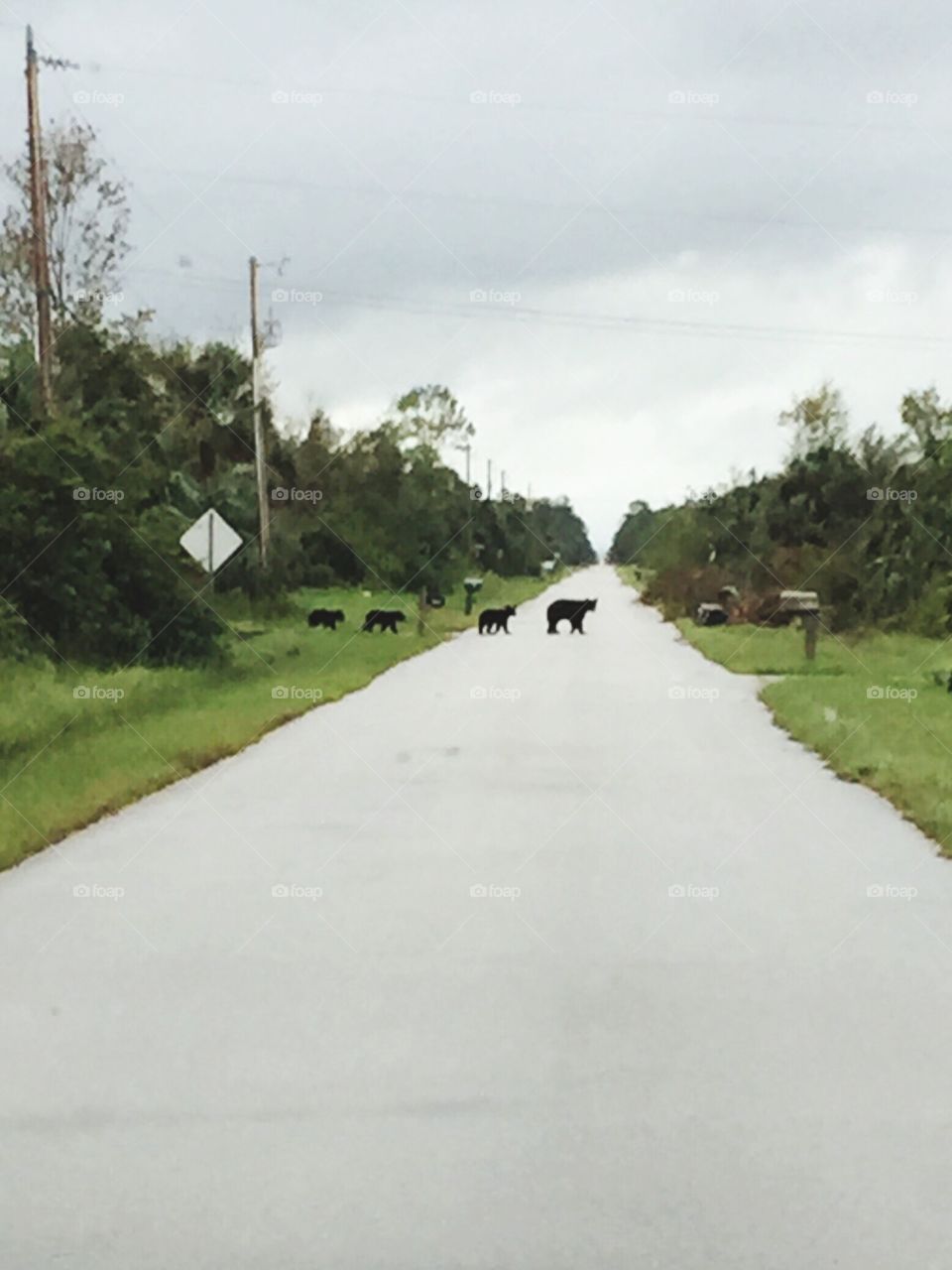 Bears Bears Bears.  Momma bear with her babies.  On the prowl.  Orange Tree Florida 