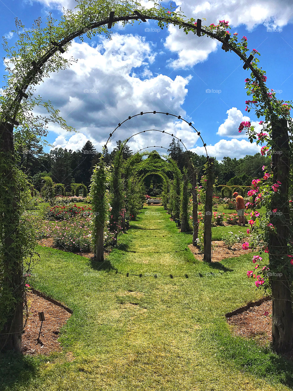 Roses at the Elisabeth Park Rose Conservancy 