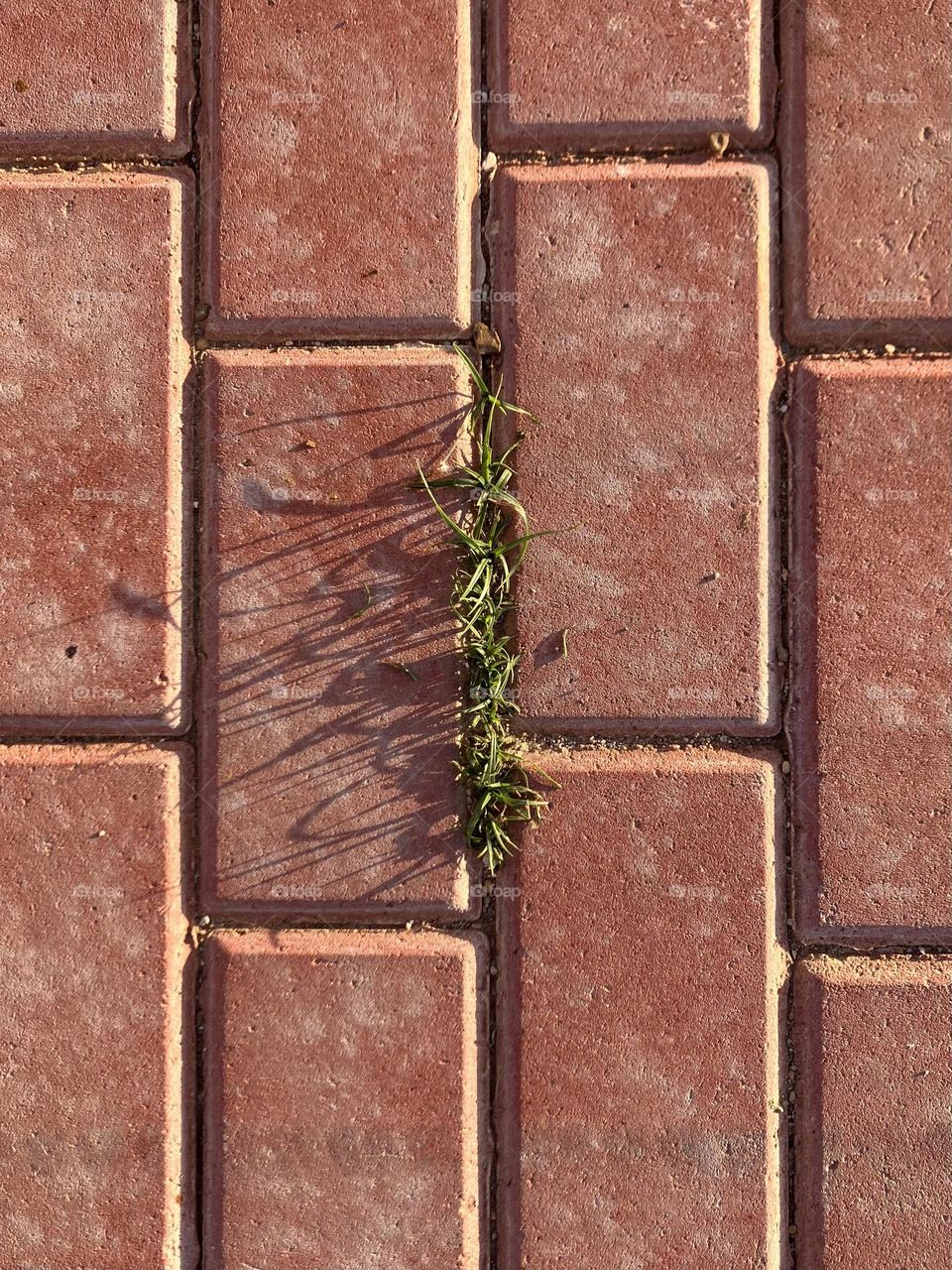 Rectangles with grass