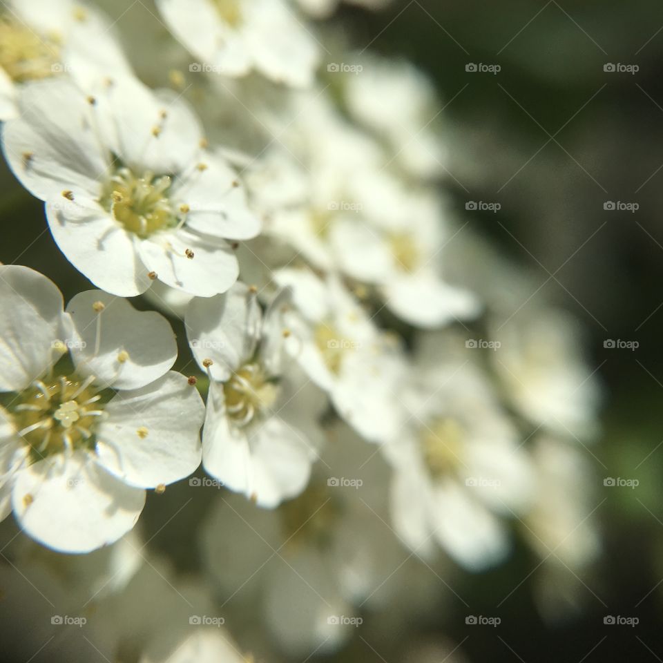 White blossoms