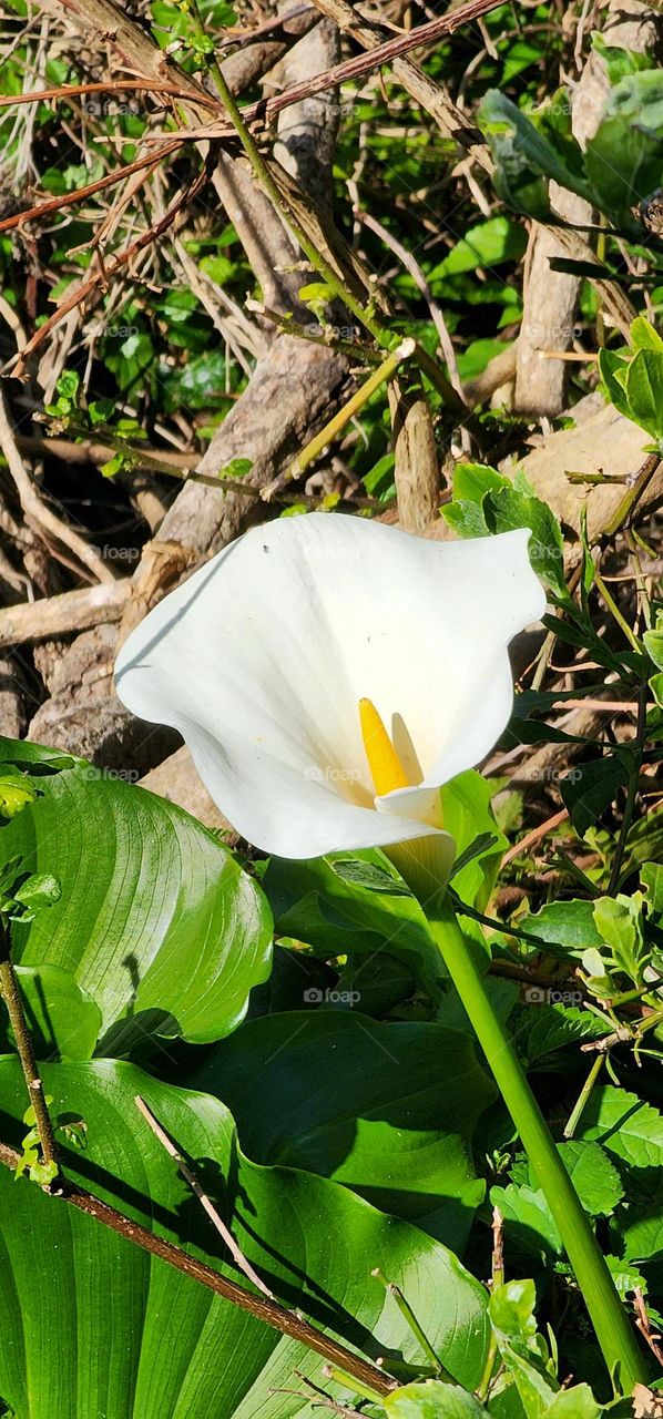 Beautiful Arum lily captured  in Stormsriver National Park in South Africa