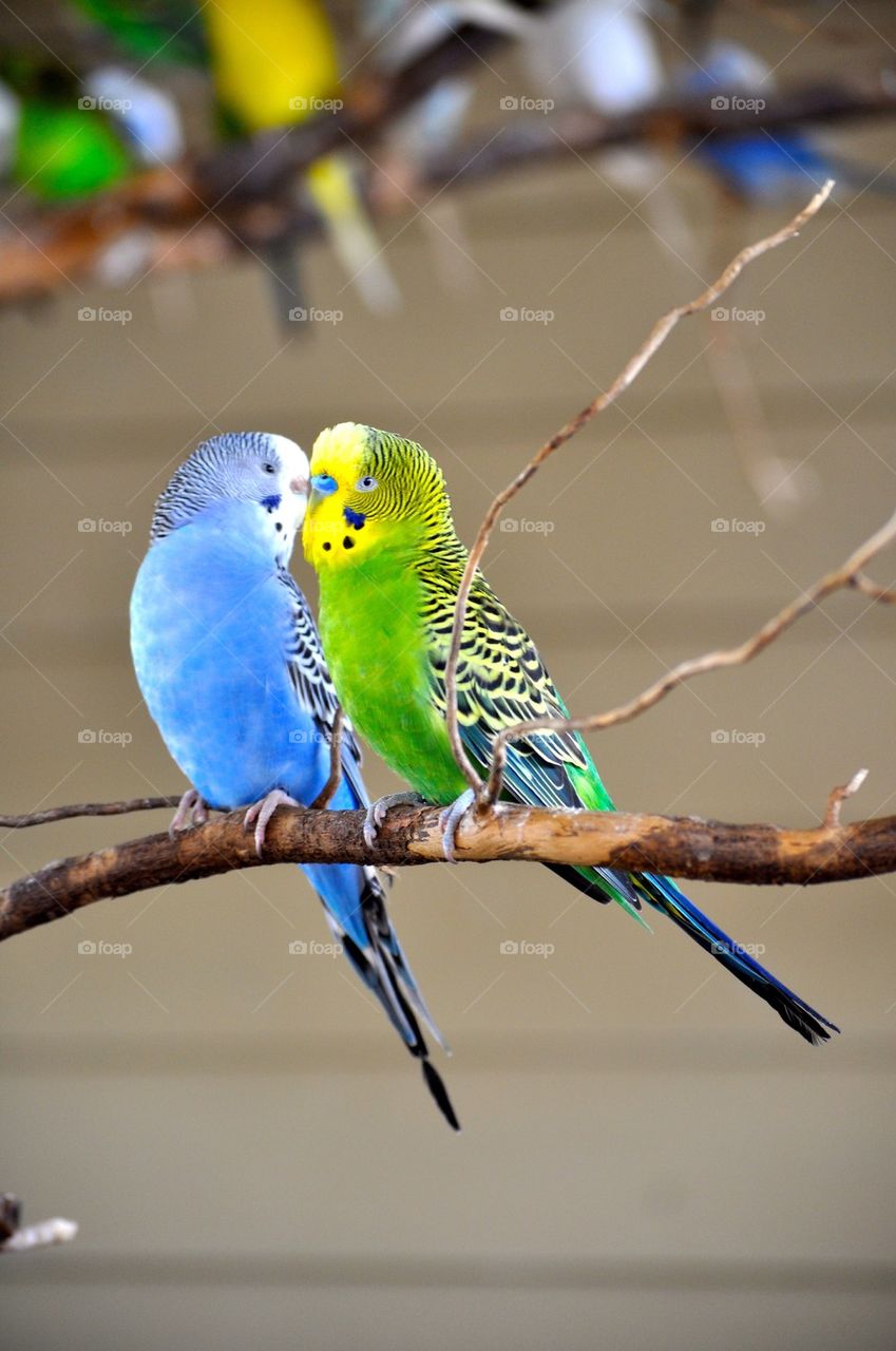 Budgie