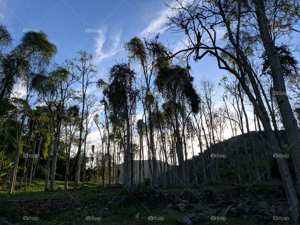 Árvores e céu