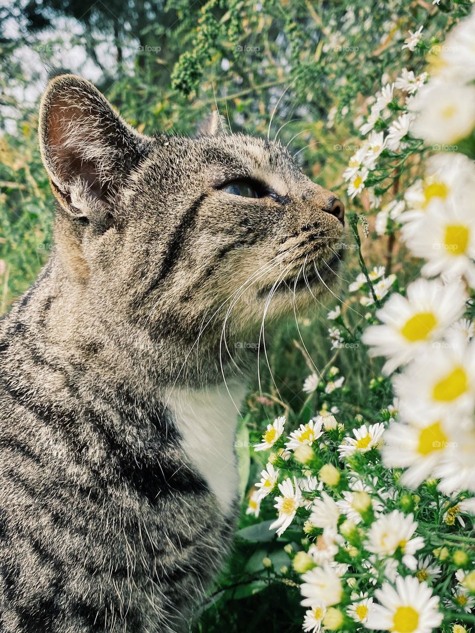 Cat smelling flowers 