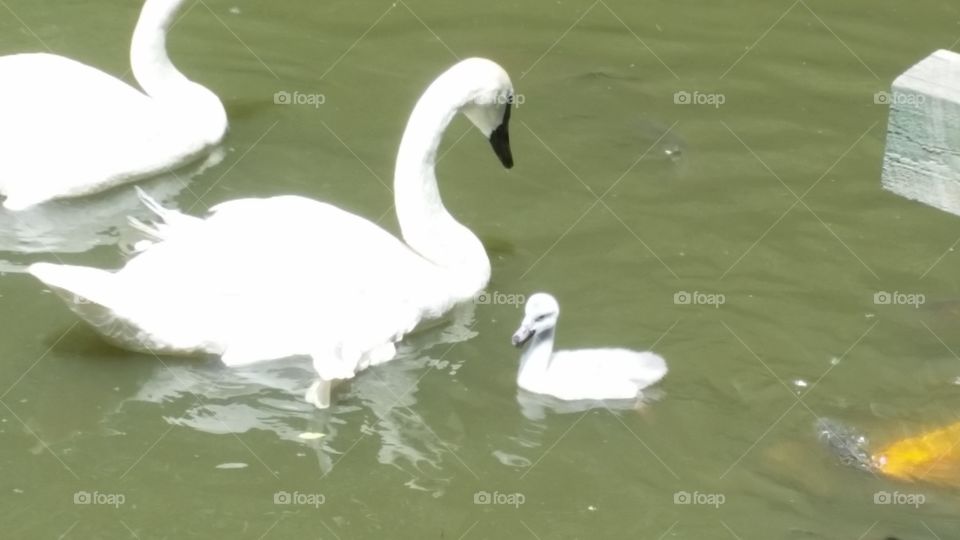 swan family