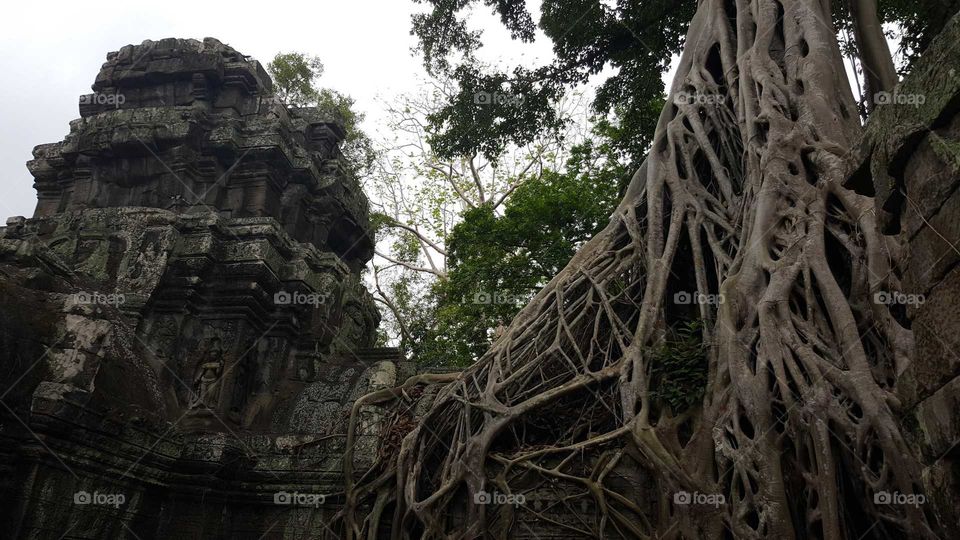 tree temple