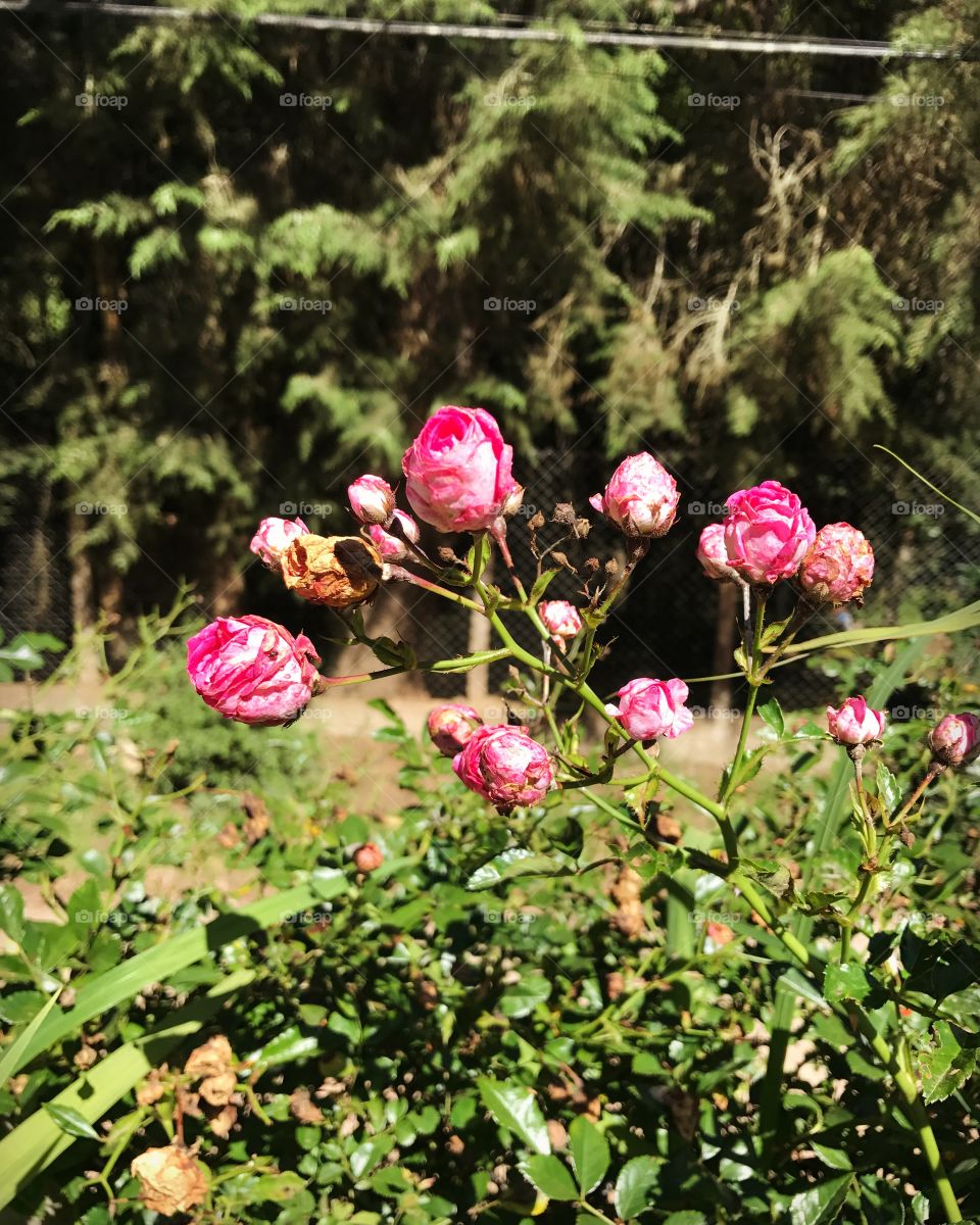 Mini rosas