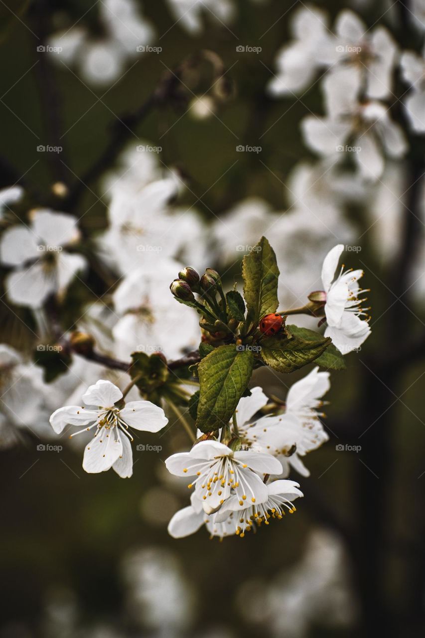 Blooming tree with a ladybird