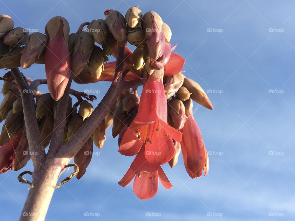 Succulent in bloom from ant viewpoint 