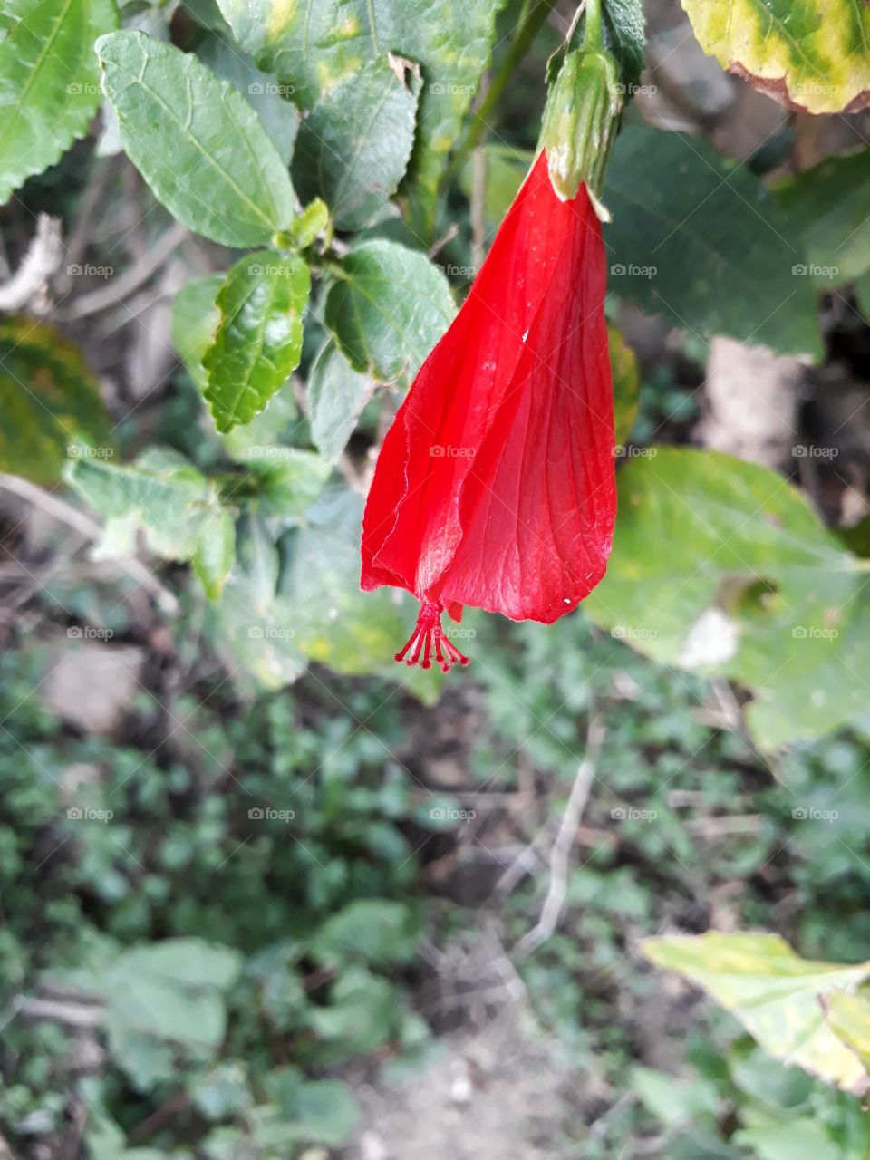 Growth of hibiscus