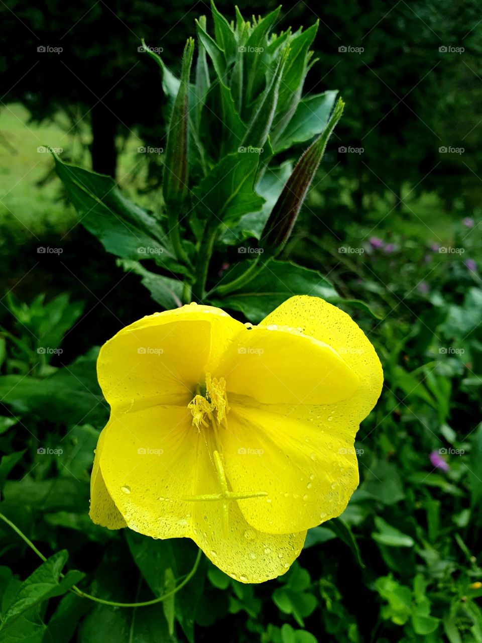 yelow flower