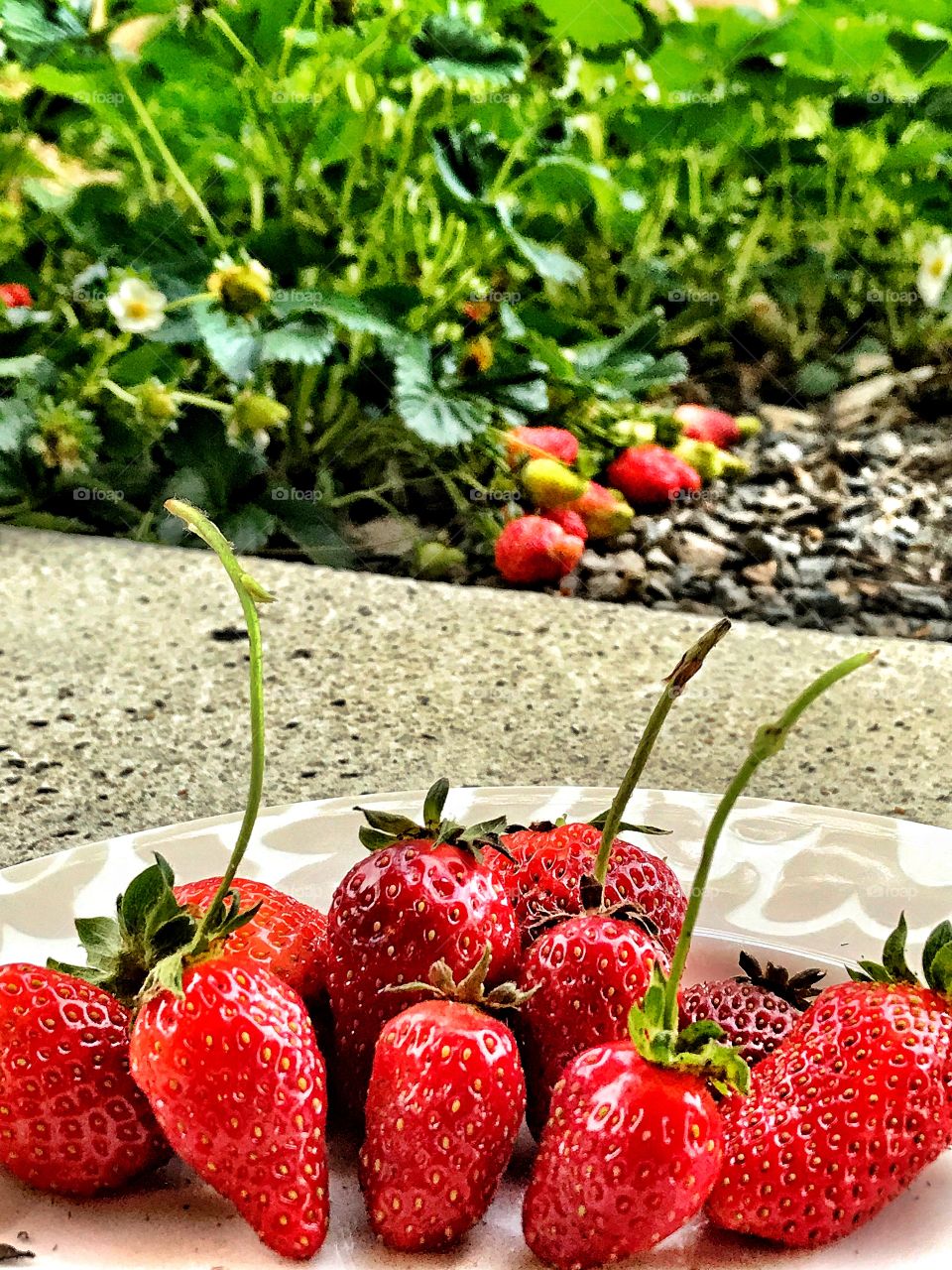 Strawberries from the garden to the table