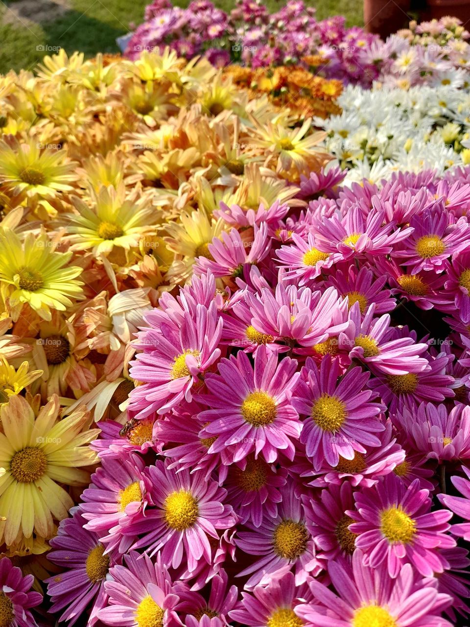 Complementary colors collide with vibrant energy, amplifying each other’s brilliance.