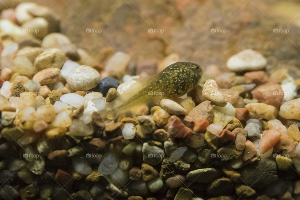 Tadpole
