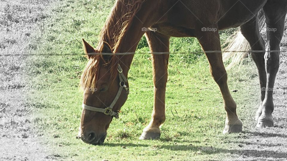 Mare enjoying day out