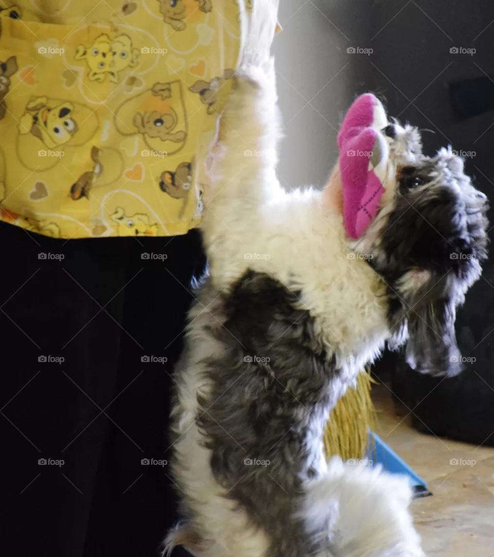 Go Fetch!
