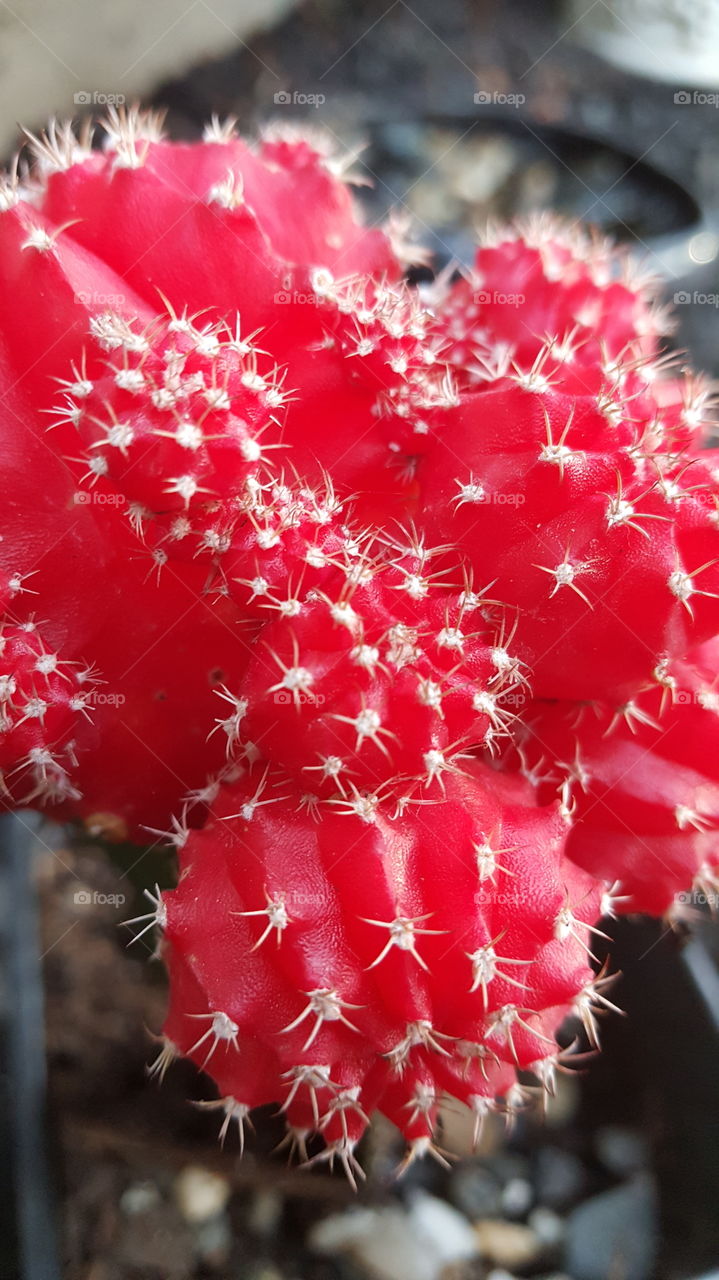 prickly cactus flowers, beautiful and red .