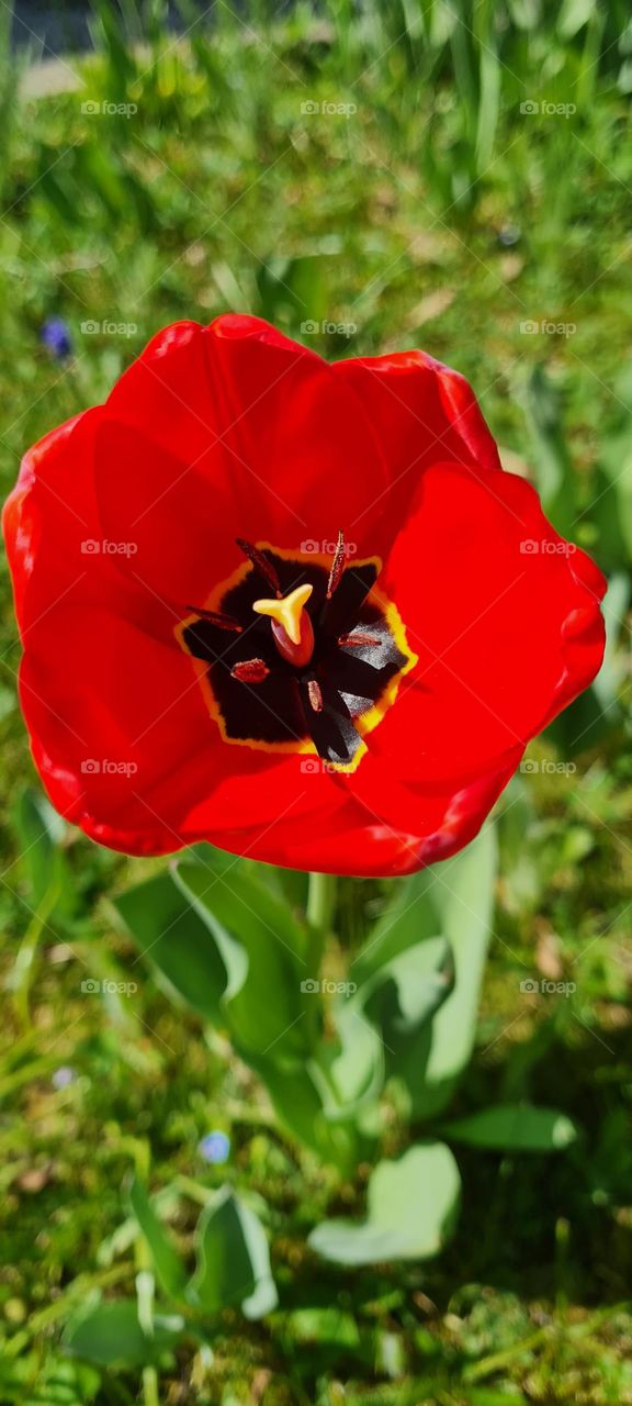 Rote Tulpe