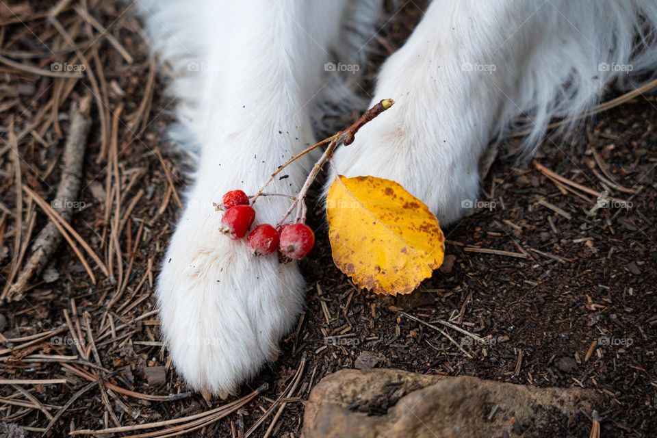 Dog's paws close up