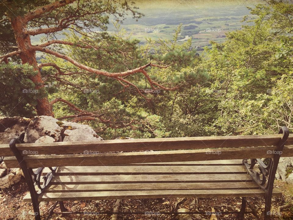 Wood, Bench, Tree, Nature, No Person