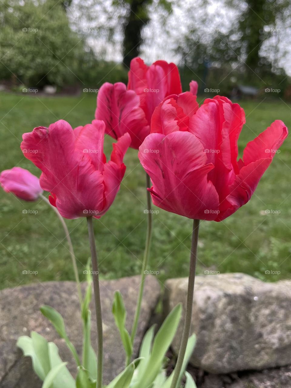 Tulip