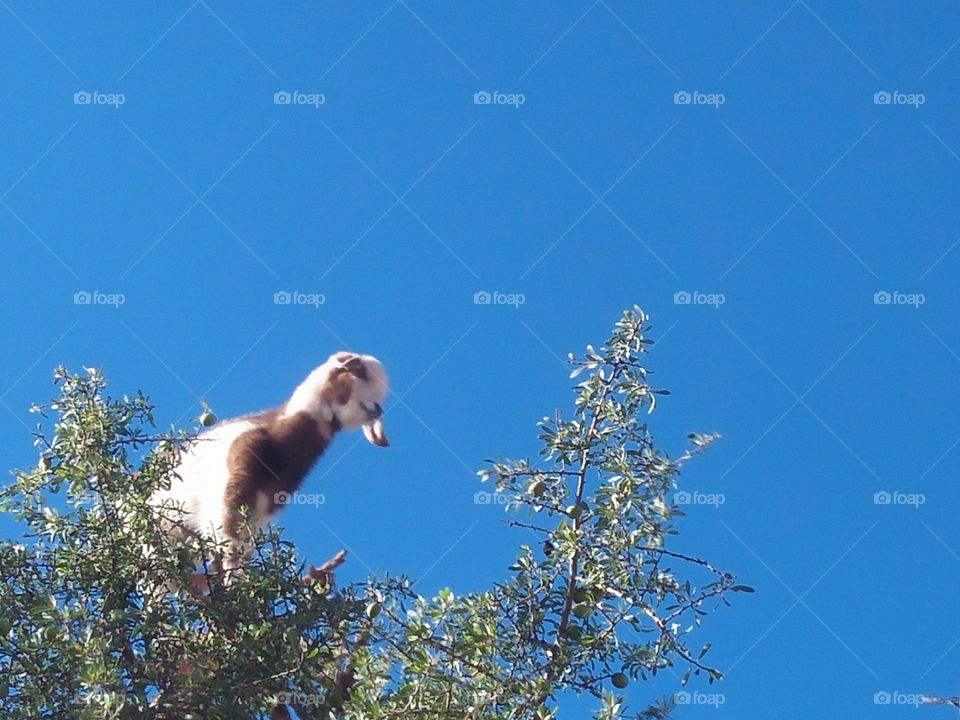 A white goat looking at my camera