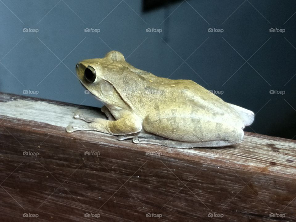 tree frog