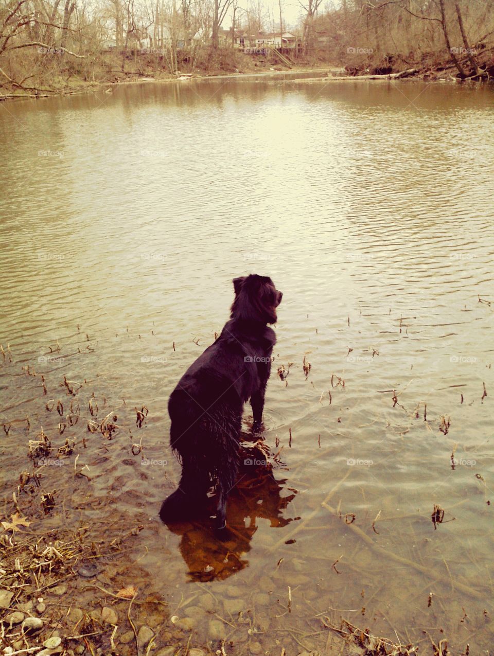 Water dog