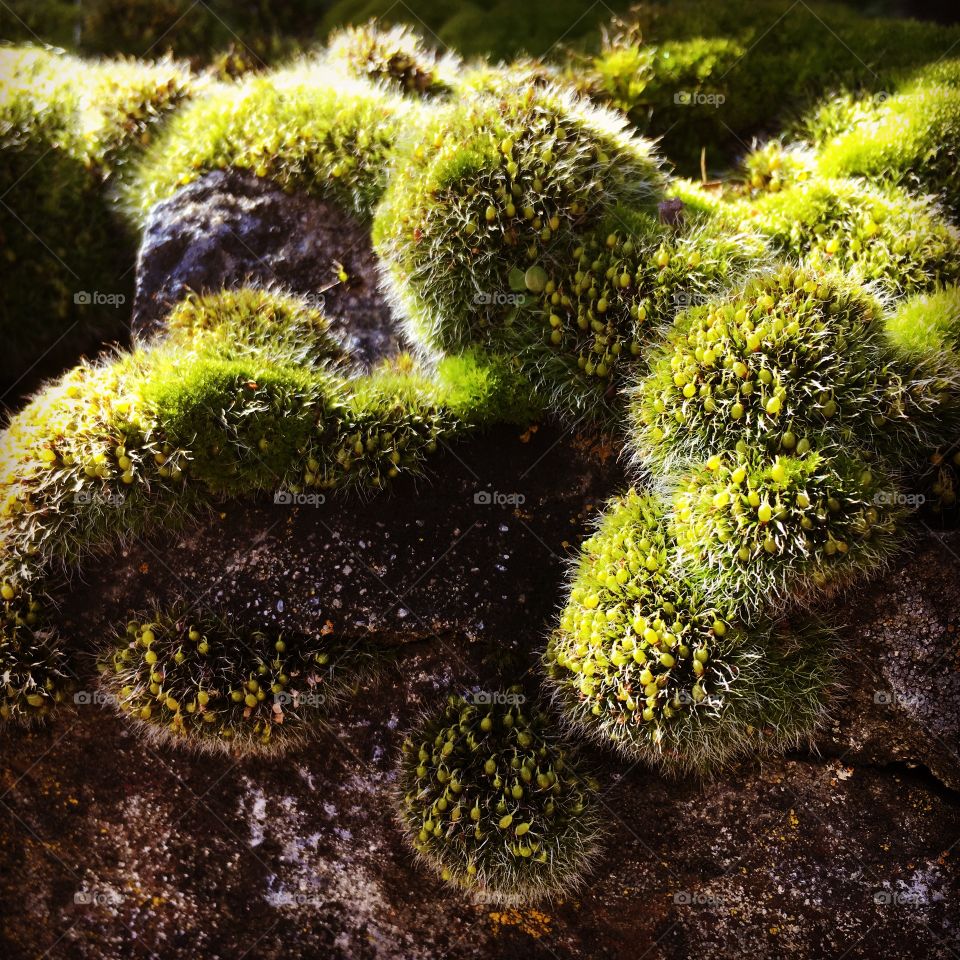 Mossy Spring time 