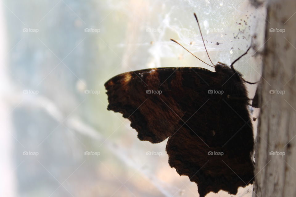 Butterfly on a Window