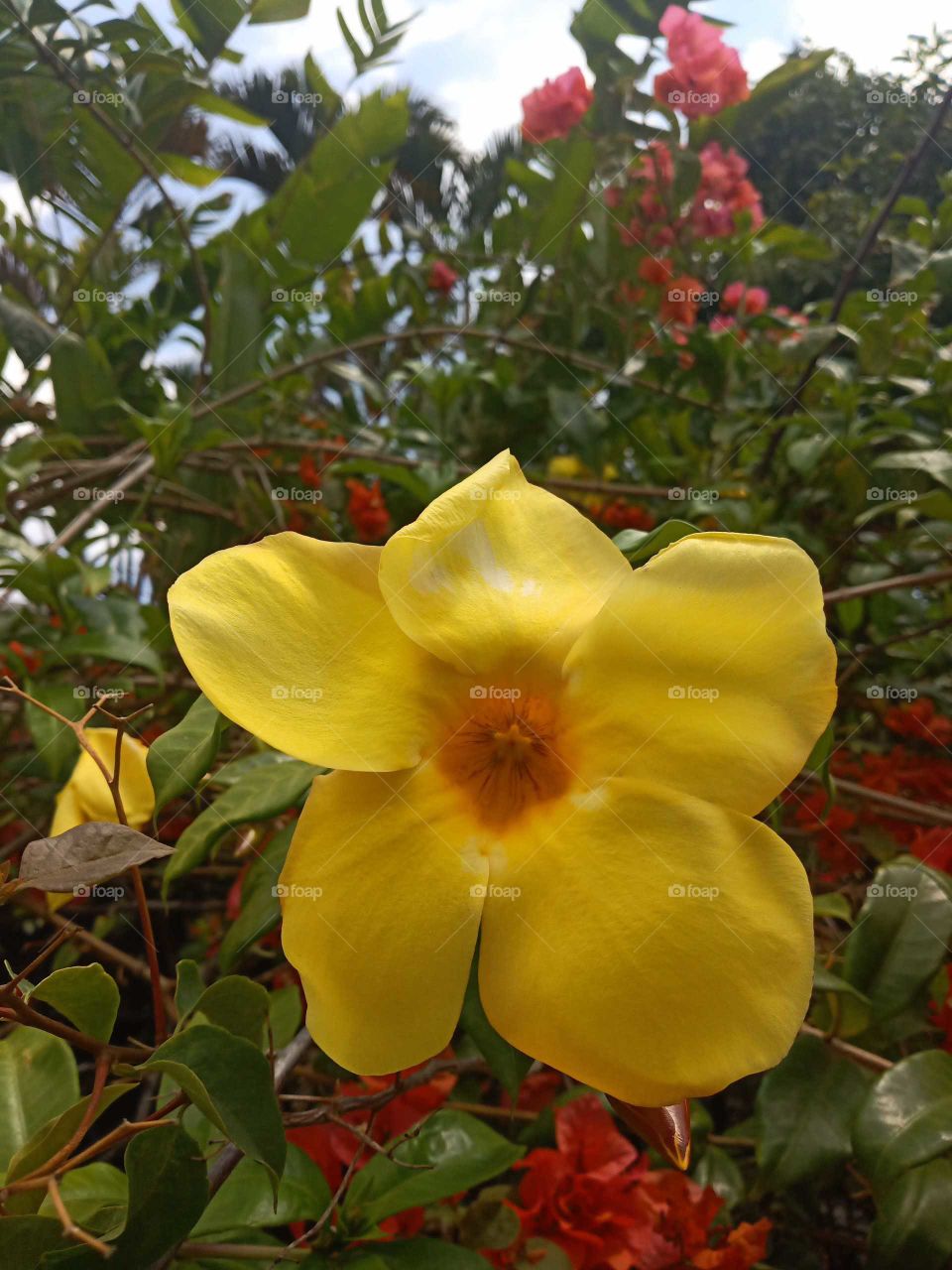 allamanda cathartica