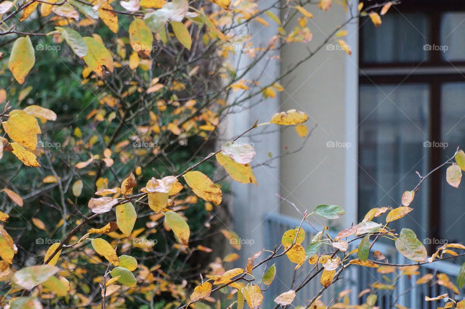 italy trees leaves autumn by lexlebeur