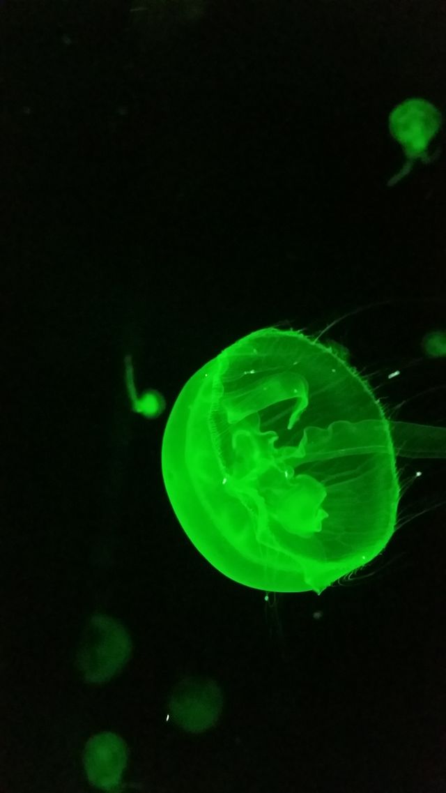 Green Jellyfish
