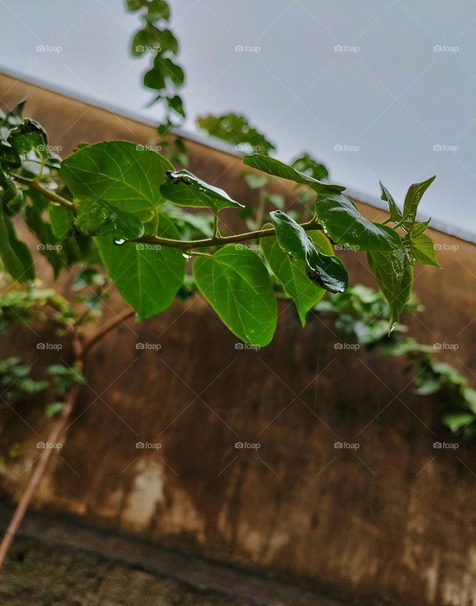 Plants love a rainy day to shower!