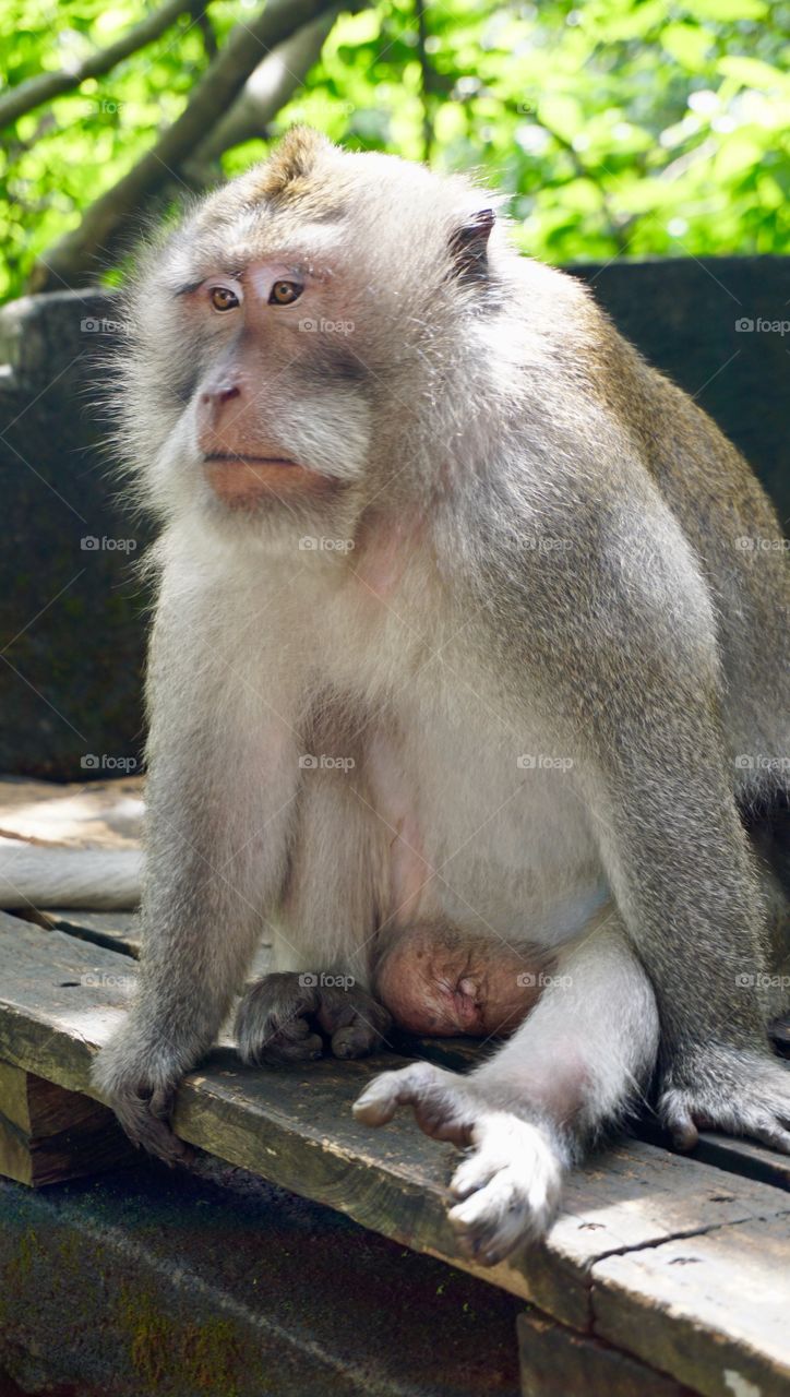 Bali monkey forest