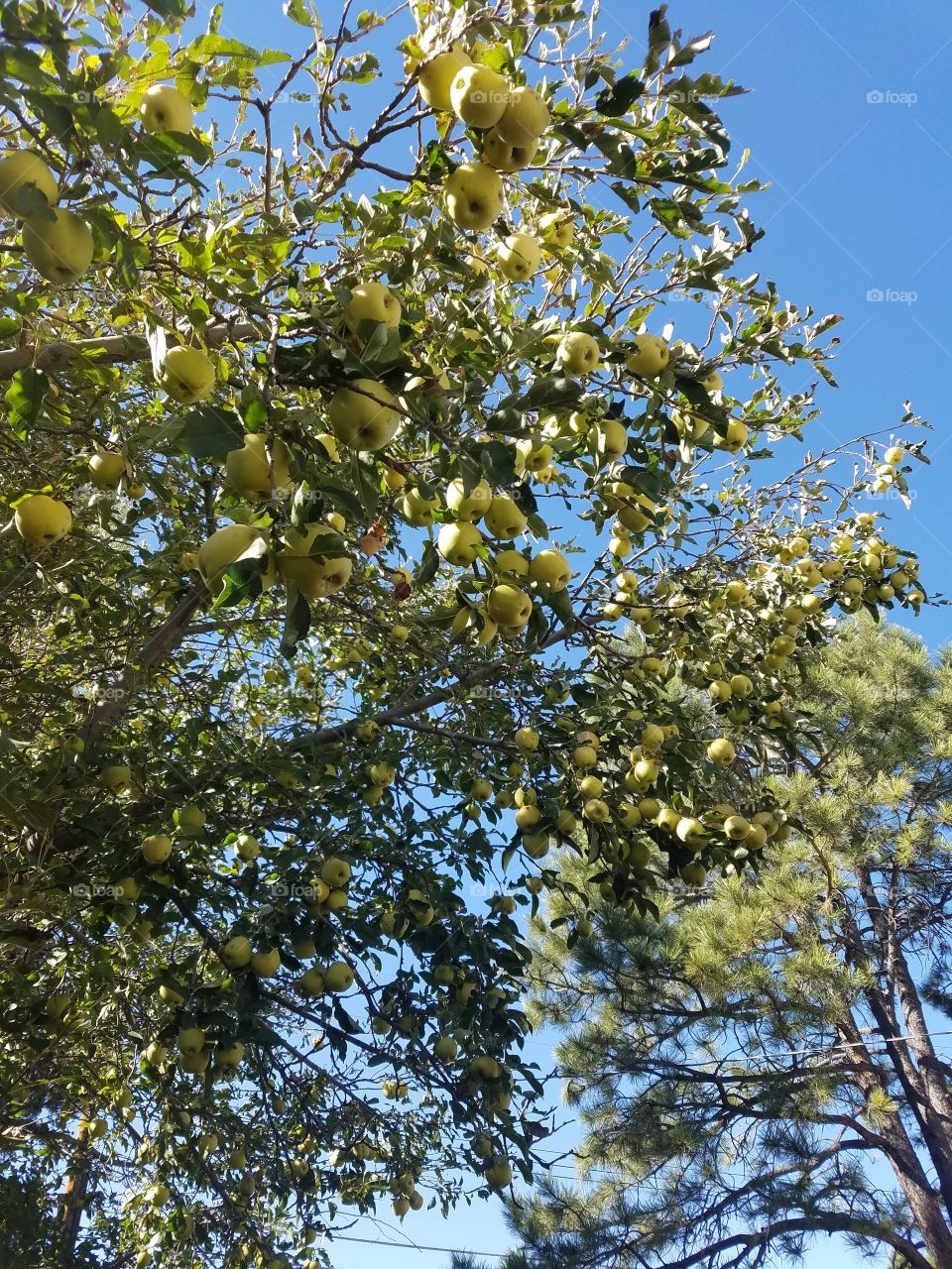 Low angle view of a green apple tree branch