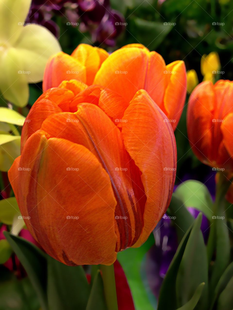 Orange tulip