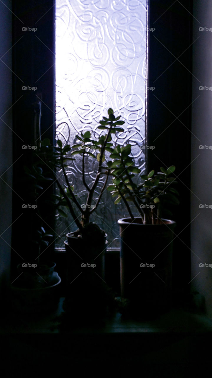 Houseplants on a windowsill