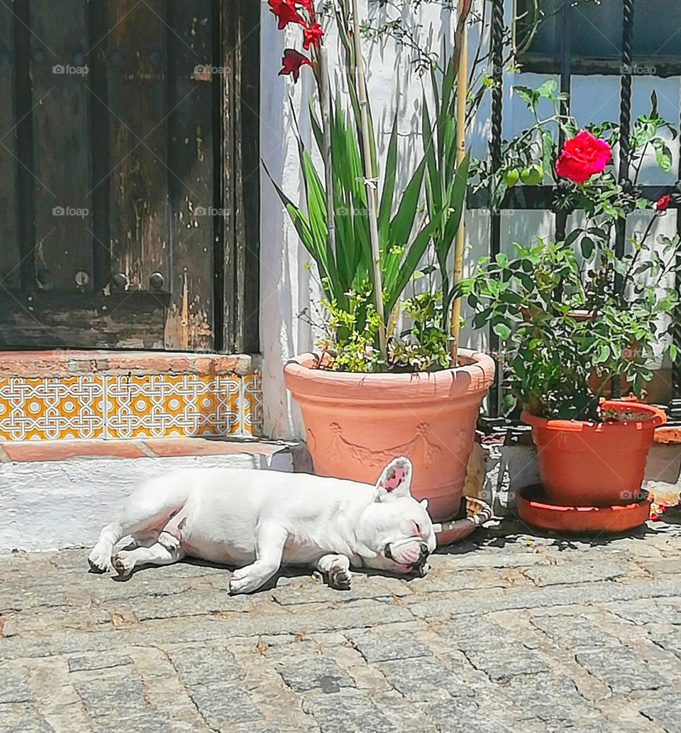 Cute dog sleeping in the summer sun